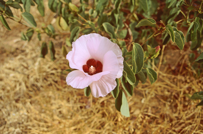 Australische Baumwolle - Desert Rose - Gossypium australe